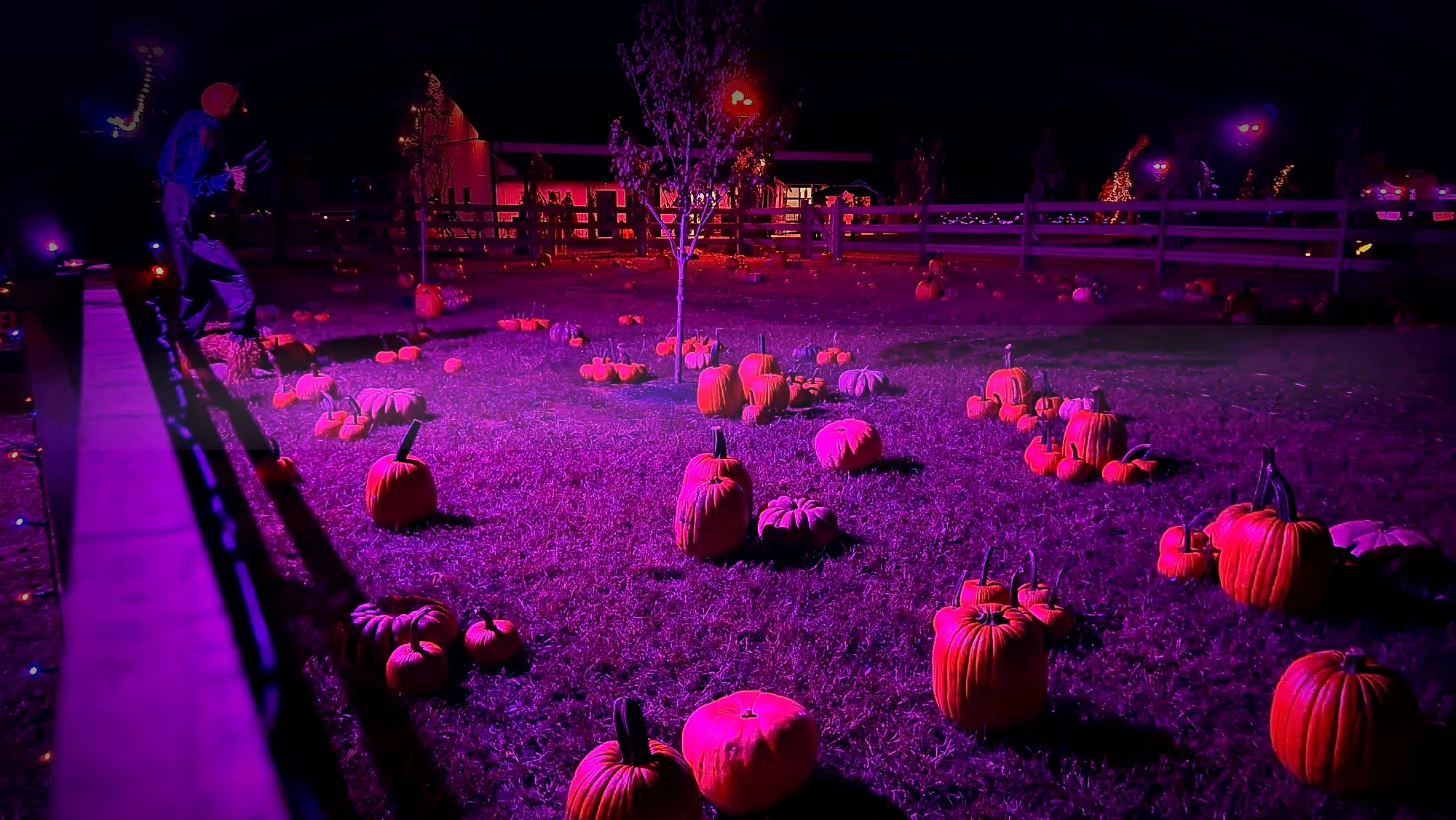 Baldwins Creek Farm - Hopewell Township, NJ: Haunted Pumpkin Patch glowing purple and orange at night