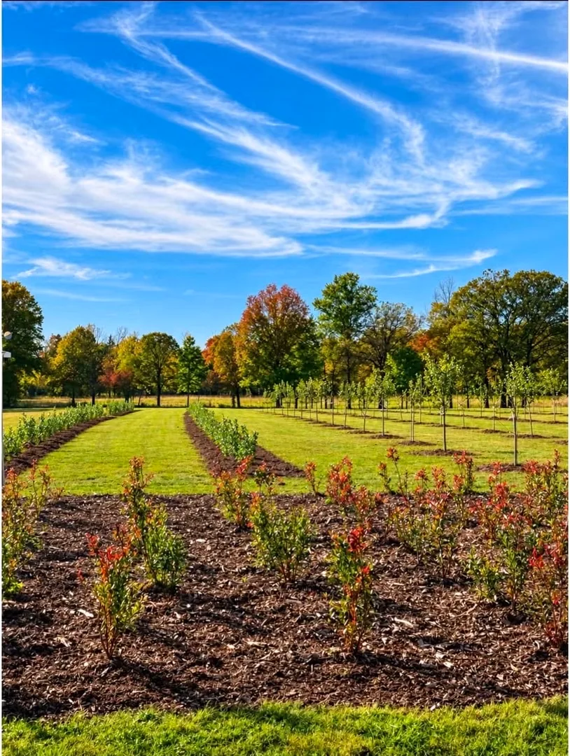 Baldwins Creek Farm - Hopewell Township, NJ: rows of newly planted apple, peach and plum trees beside mulched beds of young blueberry bushes under a blue sky
